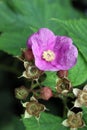 Virginia raspberry Royalty Free Stock Photo
