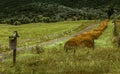 Virginia`s farm road