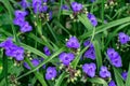 Virginia spiderweb bush Tradescantia virginiana close up. Tradescantia ohiensis, the bluejacket flower or Ohio