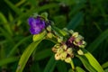 Virginia Spiderwort, Tradescantia ohiensis in garden. Delicate flowers and buds on a background of green leaves