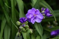 Virginia Spiderwort Tradescantia virginiana close up in the garden.