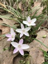 Virginia Spring Beauty Wildflowers - Claytonia virginica Royalty Free Stock Photo