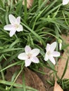 Virginia Spring Beauty Wildflowers - Claytonia virginica Royalty Free Stock Photo