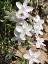 Virginia Spring Beauty Wildflowers - Claytonia virginica Royalty Free Stock Photo