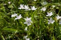 Virginia Spring Beauty Wildflowers - Claytonia virginica