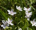 Virginia Spring Beauty Wildflowers - Claytonia virginica Royalty Free Stock Photo