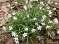 Virginia Spring Beauty Wildflowers - Claytonia virginica Royalty Free Stock Photo