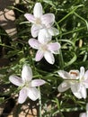 Virginia Spring Beauty Wildflowers - Claytonia virginica Royalty Free Stock Photo