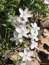 Virginia Spring Beauty Wildflowers - Claytonia virginica Royalty Free Stock Photo