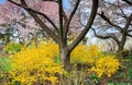 Virginia Spring Garden Landscape Forsythia