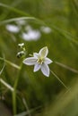 Virginia springbeauty -Claytonia virginica- close up Royalty Free Stock Photo