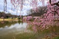 Virginia Springtime Cherry Trees Bloom Meadowlark Park