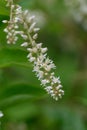 Virginia willow Itea virginica Henryâs Garnet, small white flowers