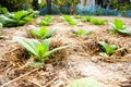 Virginia Tobacco, Nicotiana tabacum, cultivated tobacco. Young Virginia Tobacco plant with flower buds on blurred tobacco Royalty Free Stock Photo