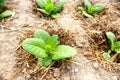 Virginia Tobacco, Nicotiana tabacum, cultivated tobacco. Young Virginia Tobacco plant with flower buds on blurred tobacco Royalty Free Stock Photo