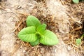 Virginia Tobacco, Nicotiana tabacum, cultivated tobacco. Young Virginia Tobacco plant with flower buds on blurred tobacco Royalty Free Stock Photo