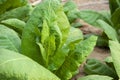 Virginia Tobacco, Nicotiana tabacum, cultivated tobacco. Young Virginia Tobacco plant with flower buds on blurred tobacco Royalty Free Stock Photo