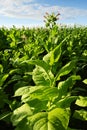 Virginia tobacco (Brightleaf tobacco) plants growing on plantation. Royalty Free Stock Photo