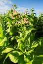 Virginia tobacco (Brightleaf tobacco) plants growing on plantation.