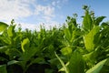 Virginia tobacco (Brightleaf tobacco) plants growing on plantation. Royalty Free Stock Photo