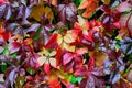 Autumn fall leaves. Virginia or Victoria creeper after rain. Parthenocissus quinquefolia Royalty Free Stock Photo