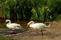 Virginia water lake swans