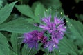 Virginia Waterleaf   21791 Royalty Free Stock Photo