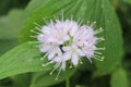 Virginia Waterleaf flower - Hydrophyllum Virginianum Royalty Free Stock Photo