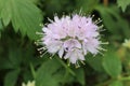 Virginia Waterleaf flower - Hydrophyllum Virginianum Royalty Free Stock Photo