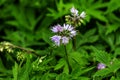 Virginia Waterleaf Hydrophyllum virginianum. Royalty Free Stock Photo