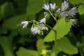 Virginia Waterleaf   807233 Royalty Free Stock Photo