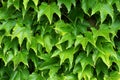 Virginian creeper Royalty Free Stock Photo