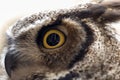 virginian owl virginian eagle owl Bubo virginianus close-up with yellow eyes Royalty Free Stock Photo