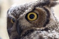 virginian owl virginian eagle owl Bubo virginianus close-up with yellow eyes Royalty Free Stock Photo