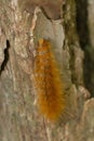 Virginian Tiger Moth - Spilosoma virginica Royalty Free Stock Photo