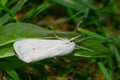 Virginian Tiger Moth - Spilosoma virginica Royalty Free Stock Photo