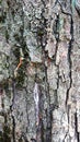 Virtical Rough Tree Bark Closeup Royalty Free Stock Photo