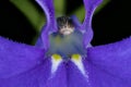 Garden Lobelia Lobelia erinus. Flower Detail Closeup Royalty Free Stock Photo