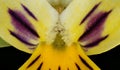 Morning Pansy Viola matutina. Flower Detail Closeup