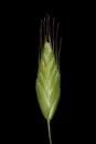 Soft Brome Bromus hordeaceus. Spikelet Closeup