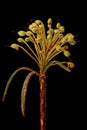 Marsh Labrador Tea Rhododendron tomentosum. Infructescence Closeup Royalty Free Stock Photo