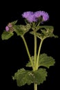 Bluemink (Ageratum houstonianum). Habit at Anthesis