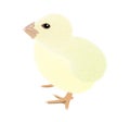 A Virtual image of cute little chicks isolated on a white background, realistic drawing vector illustration