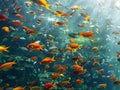 Virtual Underwater Serenity - Tranquil Aquarium Scene with Colorful Fish. Royalty Free Stock Photo