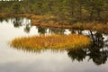 Viru Bog in Lahemaa National Park in Estonia Royalty Free Stock Photo