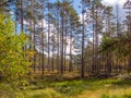 Viru bogs at Lahemaa national park Royalty Free Stock Photo