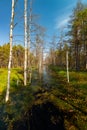 Viru Raba swamp lake Royalty Free Stock Photo