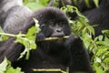 In the virunga park a small gorilla eats twigs Royalty Free Stock Photo