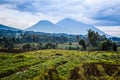 Virunga volcano national park landscape with green farmland fields in the foreground, Rwanda