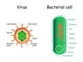 Virus and bacteria. Bacterial cell anatomy and virion structure Royalty Free Stock Photo